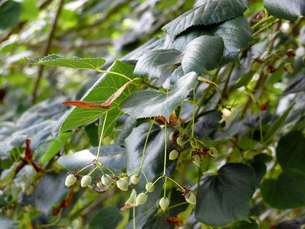 euchlora.jpg