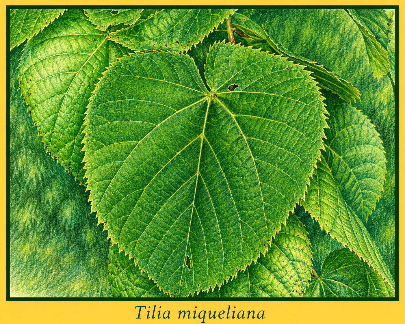 miqueliana.png miqueliana.png