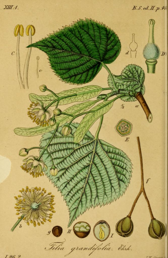 platyphyllos.jpg