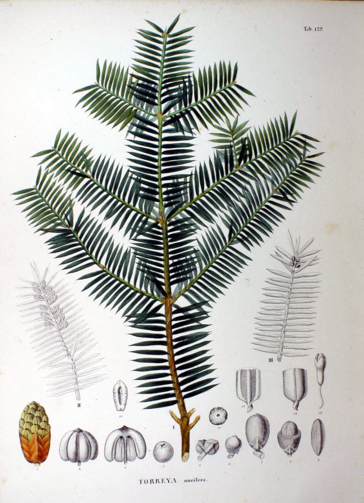 nucifera.jpg