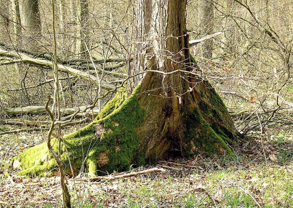 1280px-Ulmus_Laevis_Buttress_root_107.Új.jpg