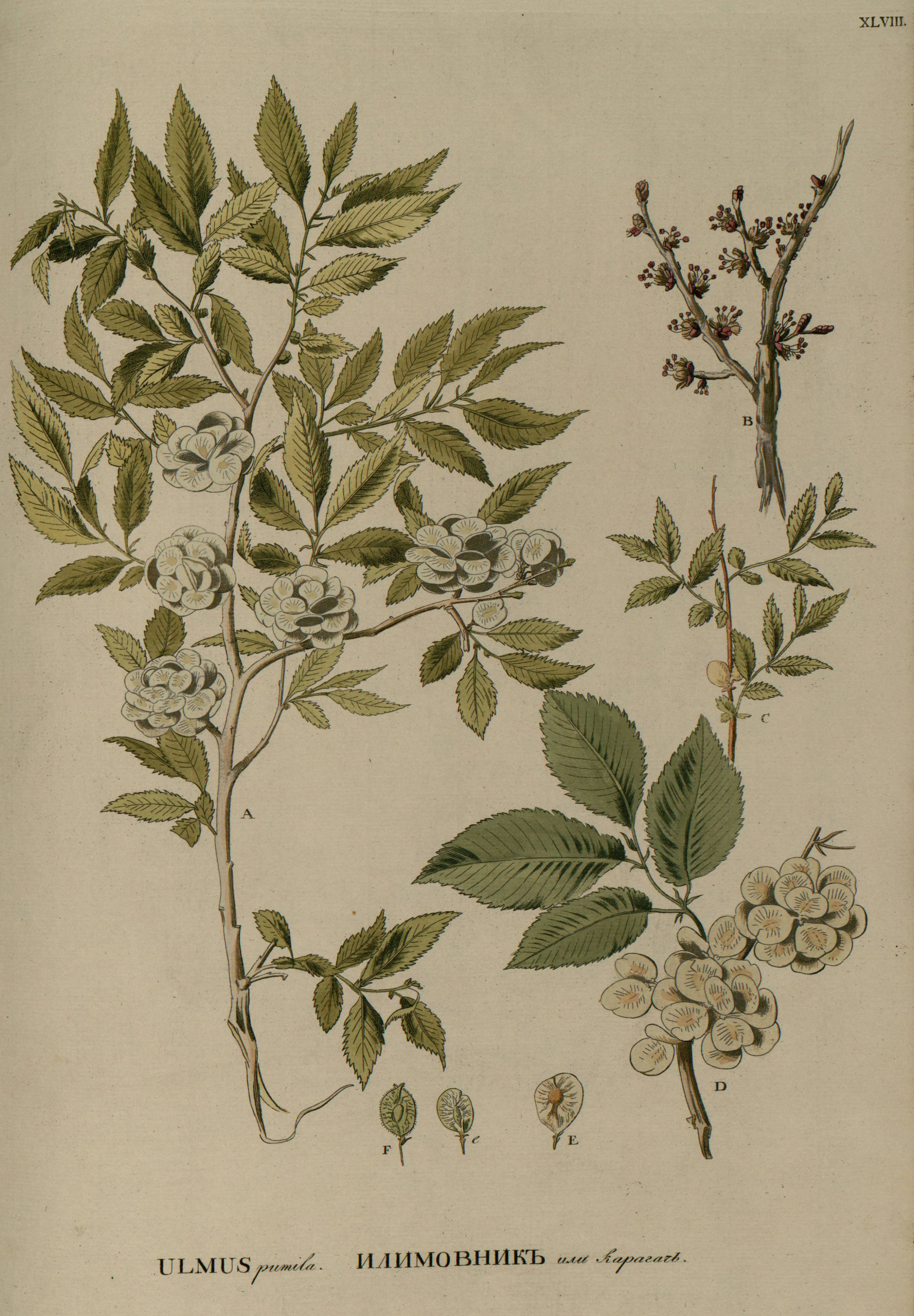 Ulmus_pumila.jpg Ulmus_pumila.jpg