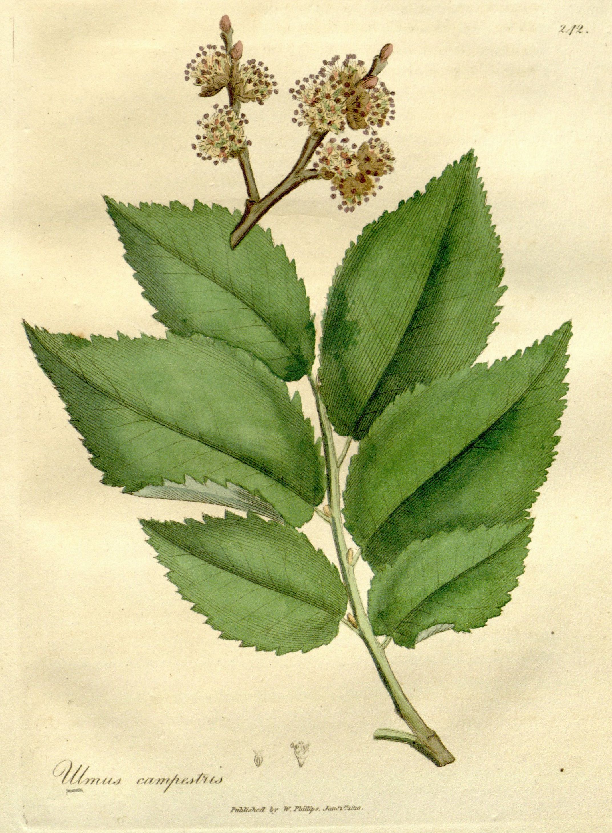 glabra.jpg glabra.jpg