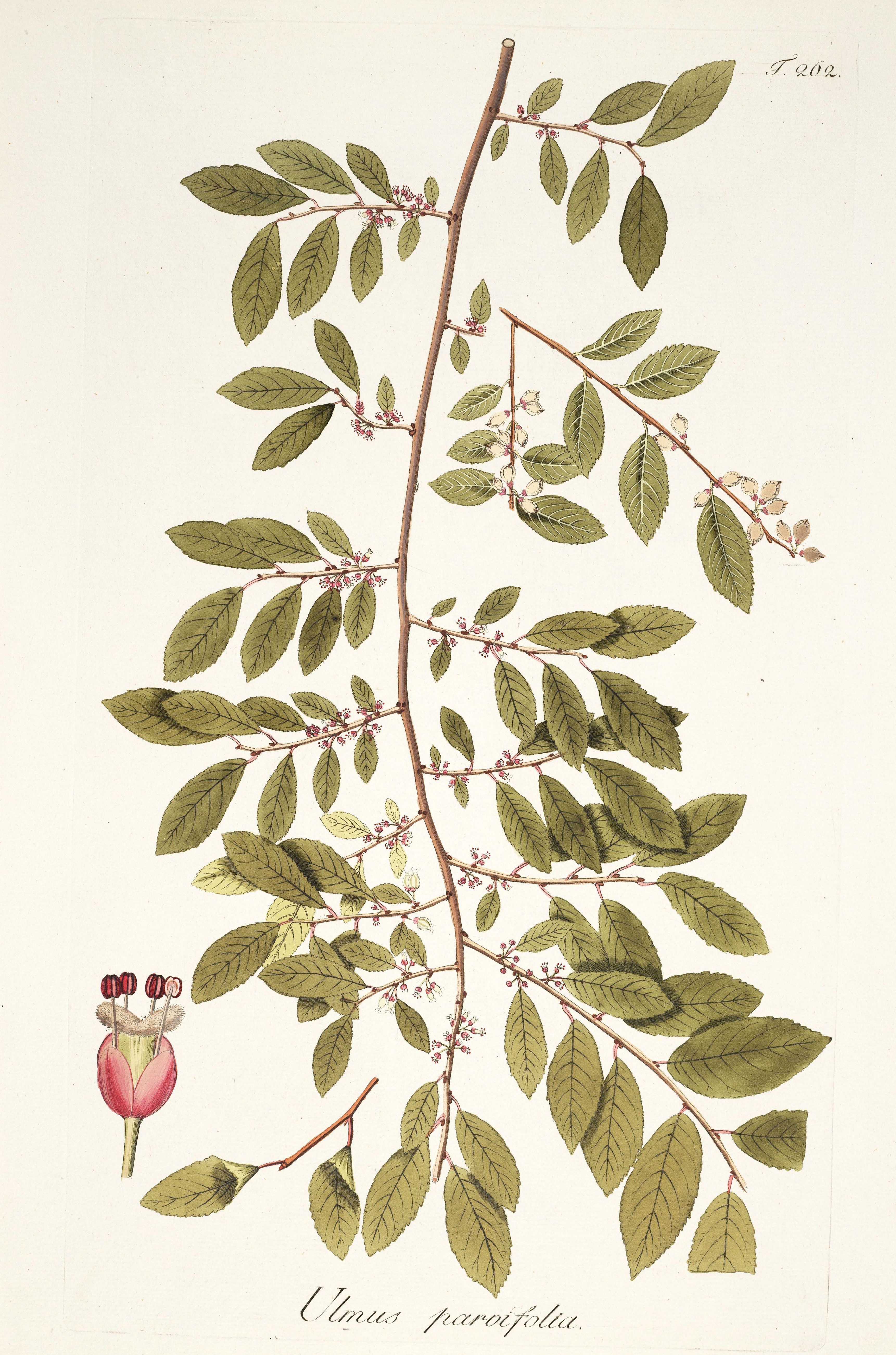 parvifolia.jpg parvifolia.jpg