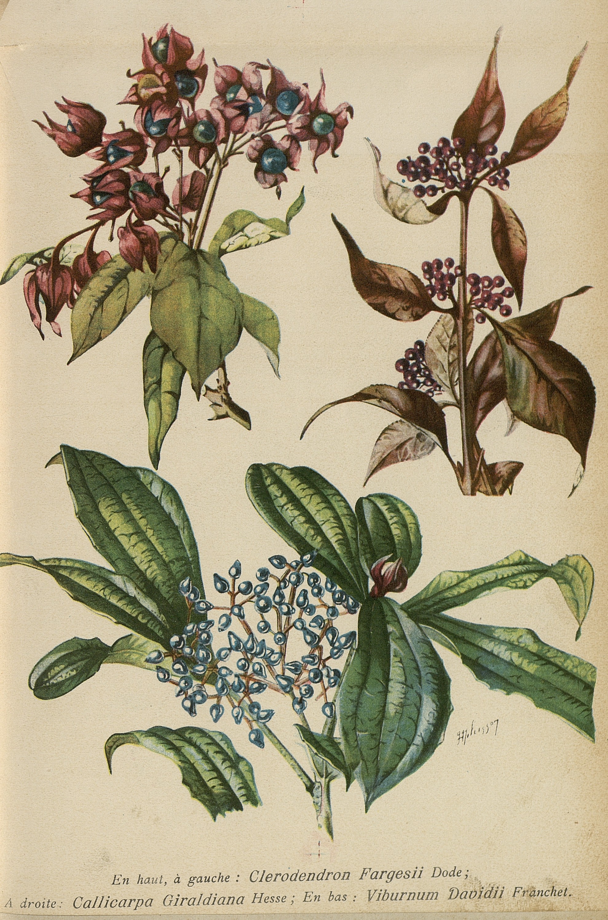 davidii.jpg