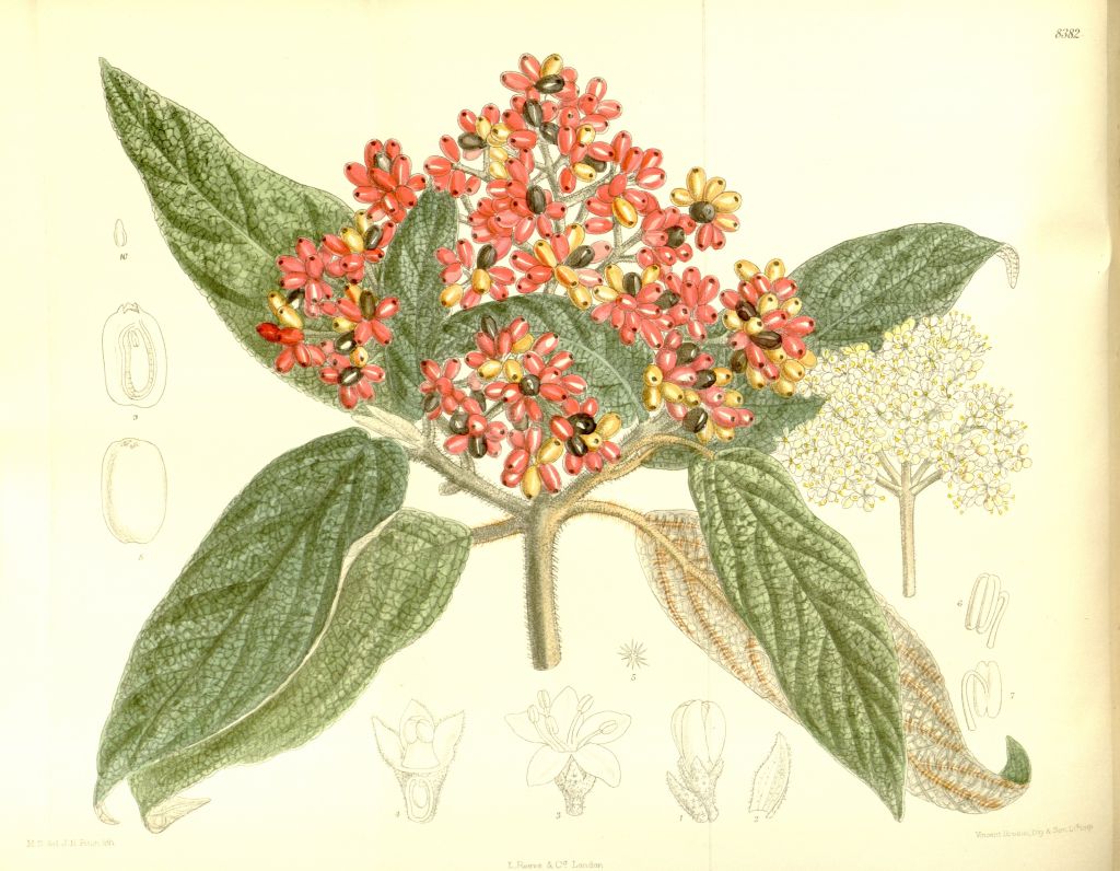 rhytidophyllum.jpg