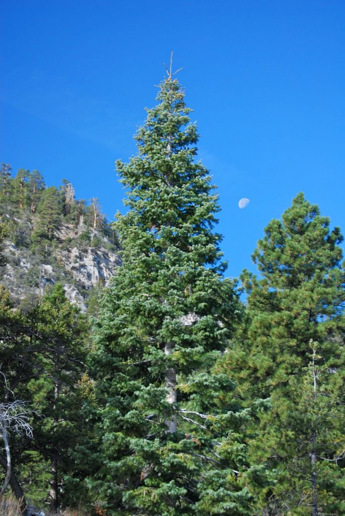 abies-concolor-var-concolor-1.jpg