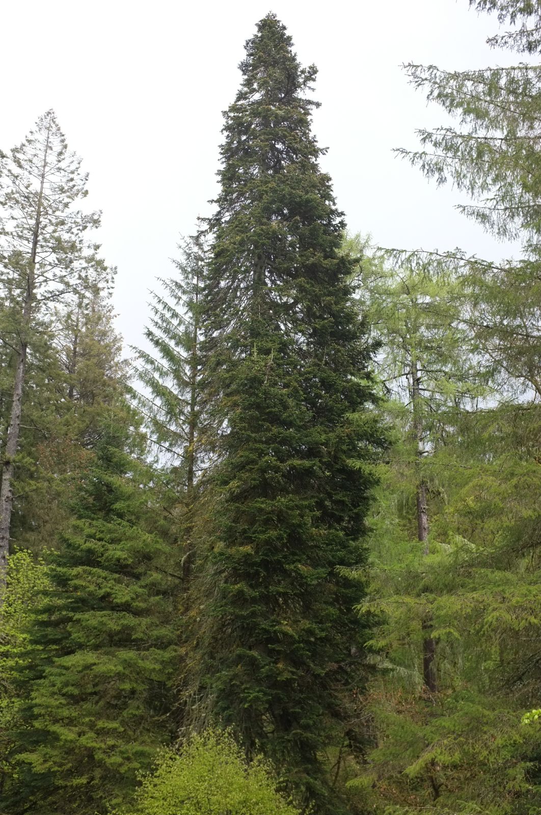 abies-nordmanniana-3.jpg